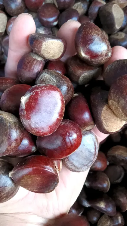 攸县本地土种板粟（代买）