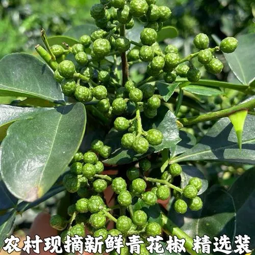宜昌本地农村新鲜土青花椒保鲜发货真空麻味清香炒菜