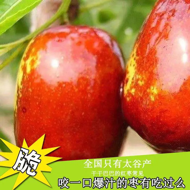 【现摘】当季鲜枣脆枣大红枣水果皮薄肉厚冷链包邮现摘现发