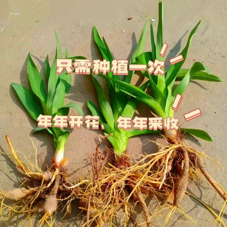 金针黄花菜五年老苗阳台盆栽观赏食用四季种植多年生忘忧草种苗