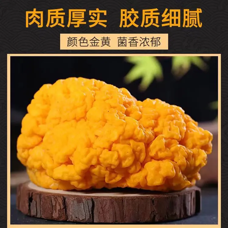 新鲜金耳菌云南特产食用菌鲜货煲汤黄金耳脑耳胶原蛋白采摘刺身