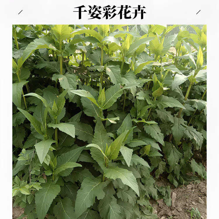 精选串叶松香草种子 多年生猪牛羊鹅畜禽牧草种子香槟菊花草包邮