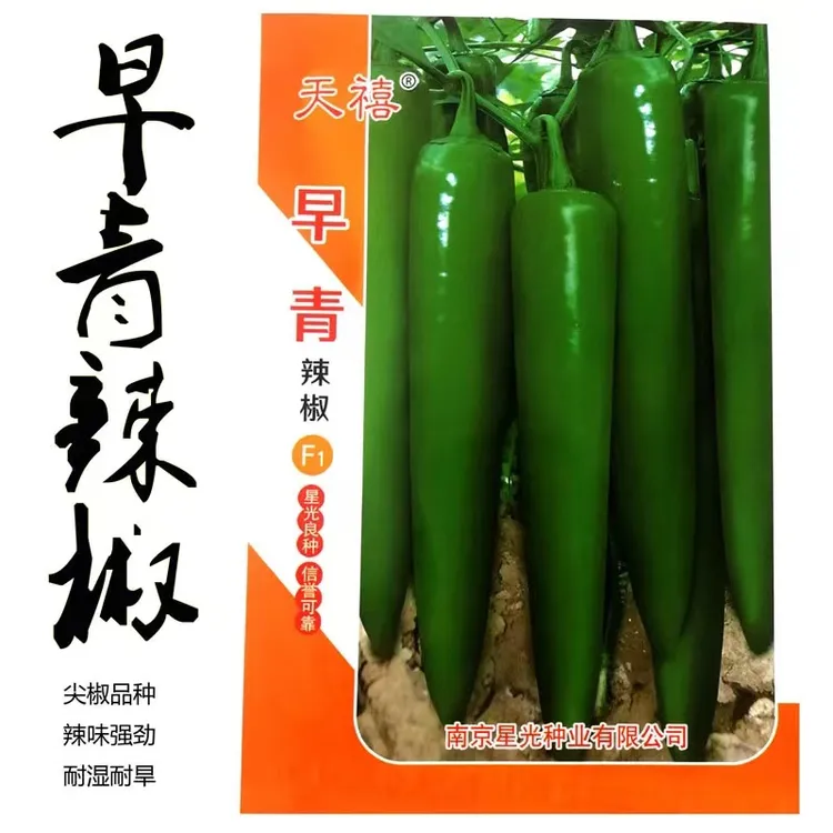 青皮辣椒种子上市早丰产辣味浓郁肉厚青果脆嫩质好耐储运蔬菜种子