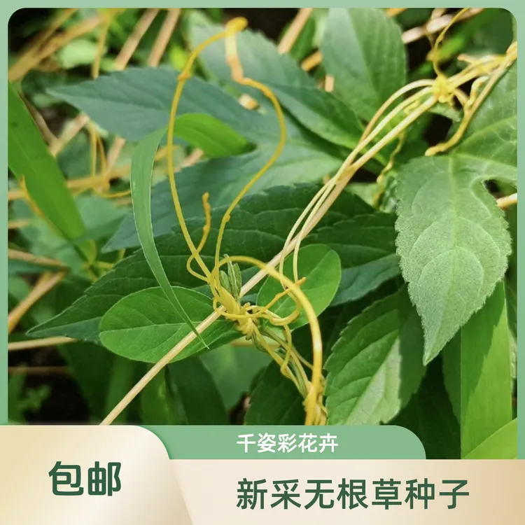 新采菟丝子种子籽无根草种子大豆寄生黄丝黄鳝藤固胎止泄功能种籽