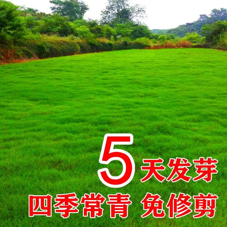 绿化矮生草坪免修剪草坪草籽护坡草皮种籽四季庭院耐寒四季青