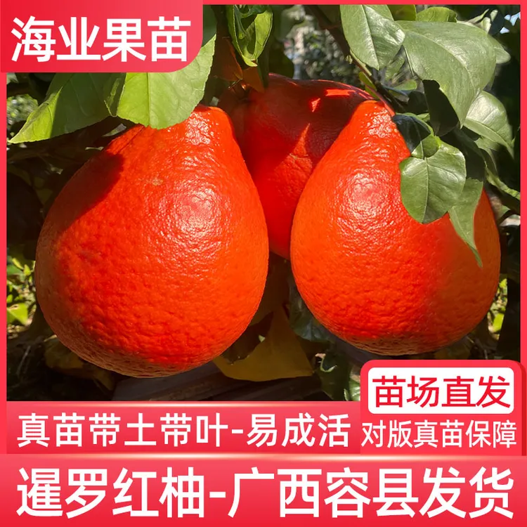泰国暹罗红柚苗嫁接香水红柚容县香妃柚鸿运香柚红皮三红柚子树苗