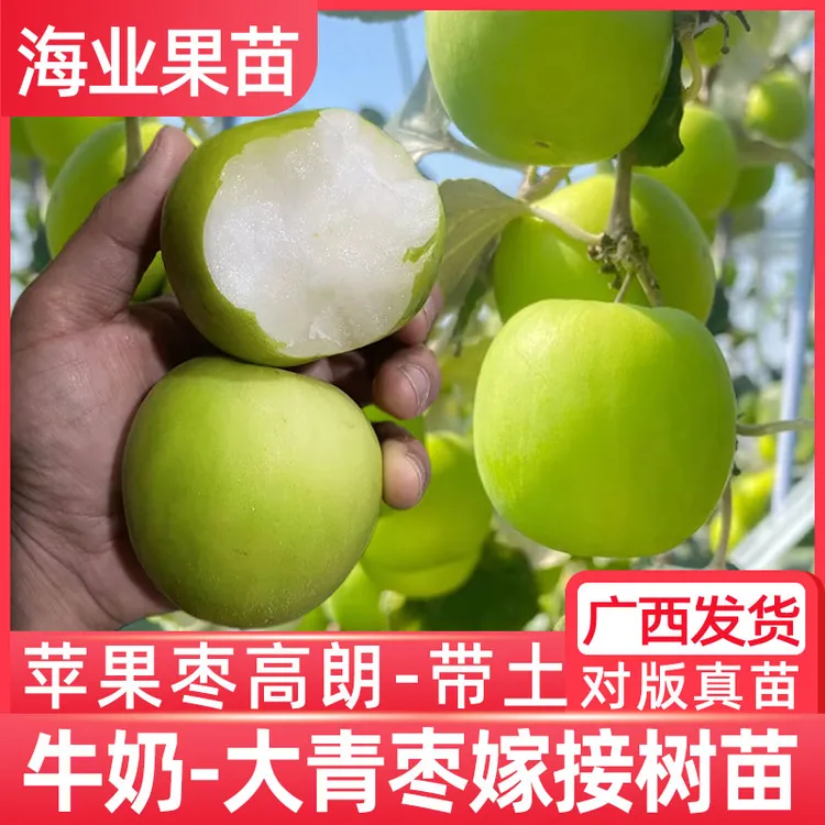 大青枣树苗嫁接台湾牛奶雪丽苹果枣台南金桃蜜丝枣高朗黄冠盆栽地