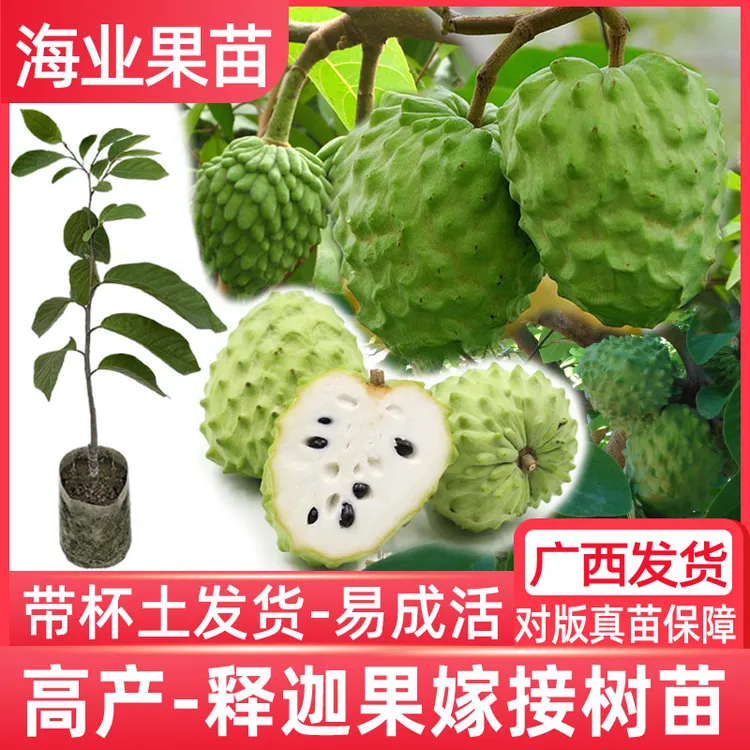 释迦果树苗嫁接台湾凤梨释迦苗牛奶味番荔枝释迦摩尼苗树带土庭院