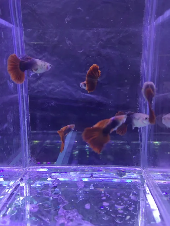 黑腰菊花帆大背孔雀鱼（入缸后不包损）