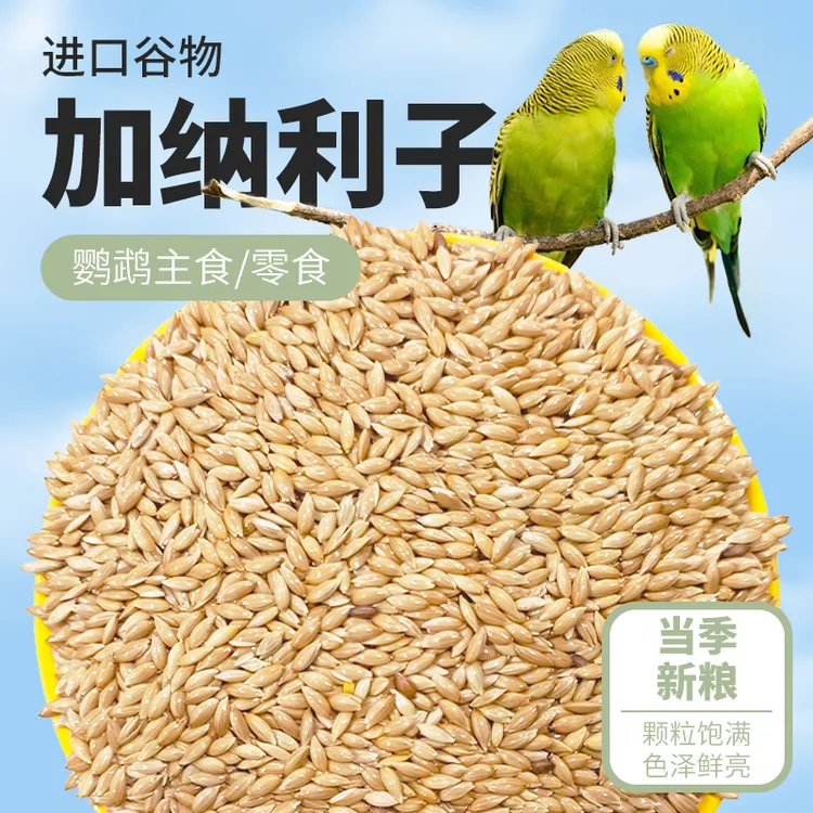 加纳利子鹦鹉互动奖励中小型鹦鹉谷子粮新鲜谷物鸟粮明目亮羽增肥