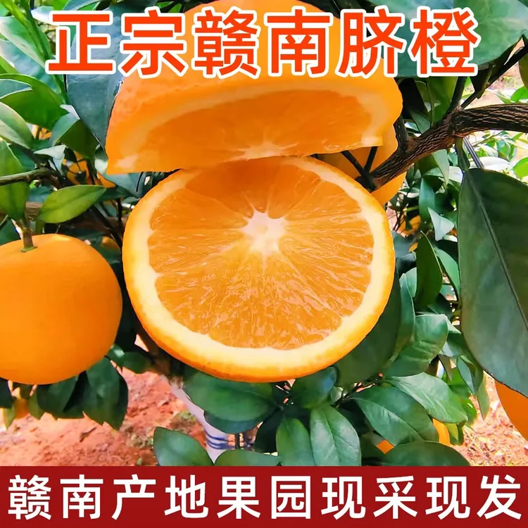 正宗赣南脐橙赣州信丰脐橙产地直发