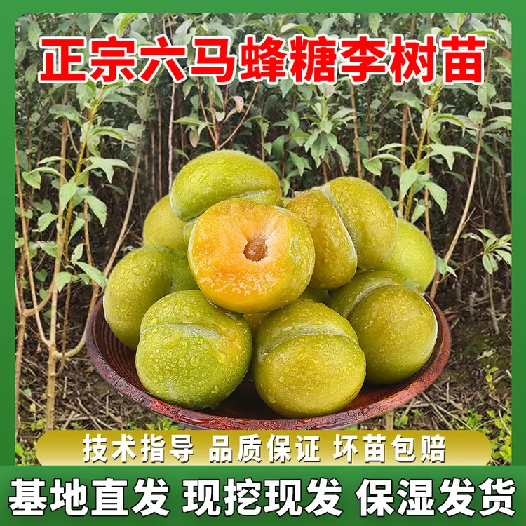 正宗六马蜂糖李树苗栽种种植嫁接特大晚熟脱骨李果苗盆载脆甜
