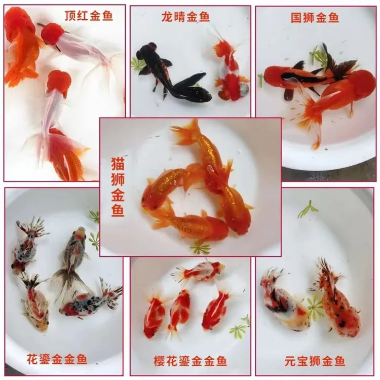 金鱼观赏鱼活体精品金鱼合金兰寿鹤顶红鎏金元宝泰狮渔场直销