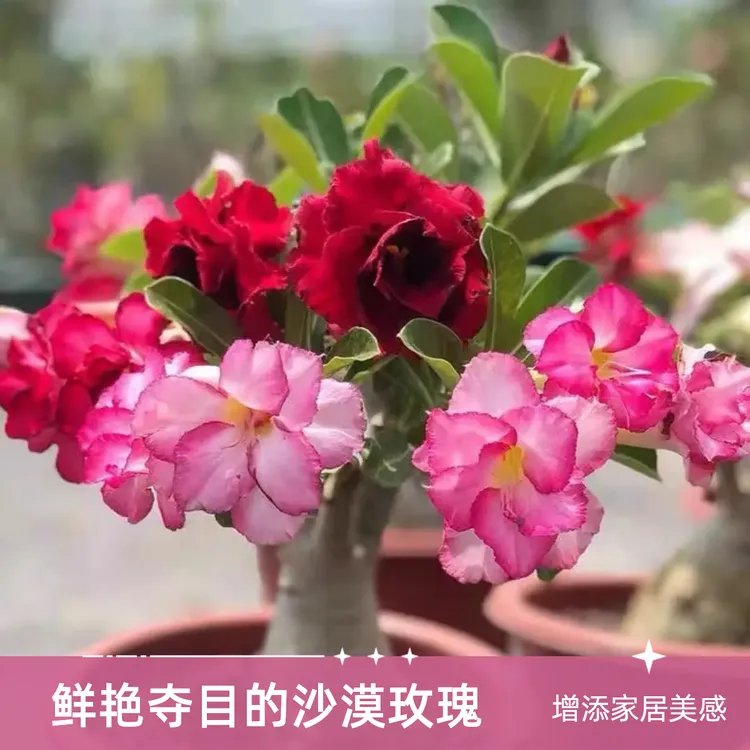 重瓣沙漠玫瑰苗一年花苗种苗发货观花植物四季开花室内绿植花卉D