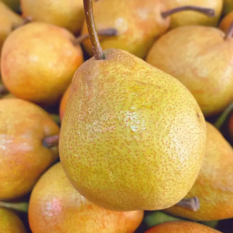 【东北尖把梨】辽宁特产新鲜尖把梨酸甜水果