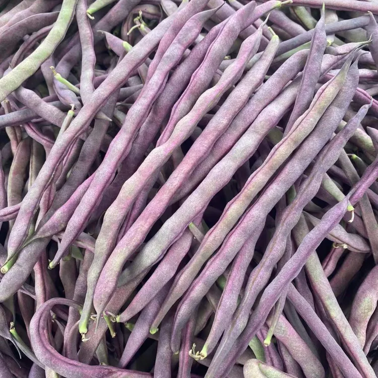辽宁农产品新鲜大紫袍豆角特色蔬菜紫豆角芸豆2/3/5斤