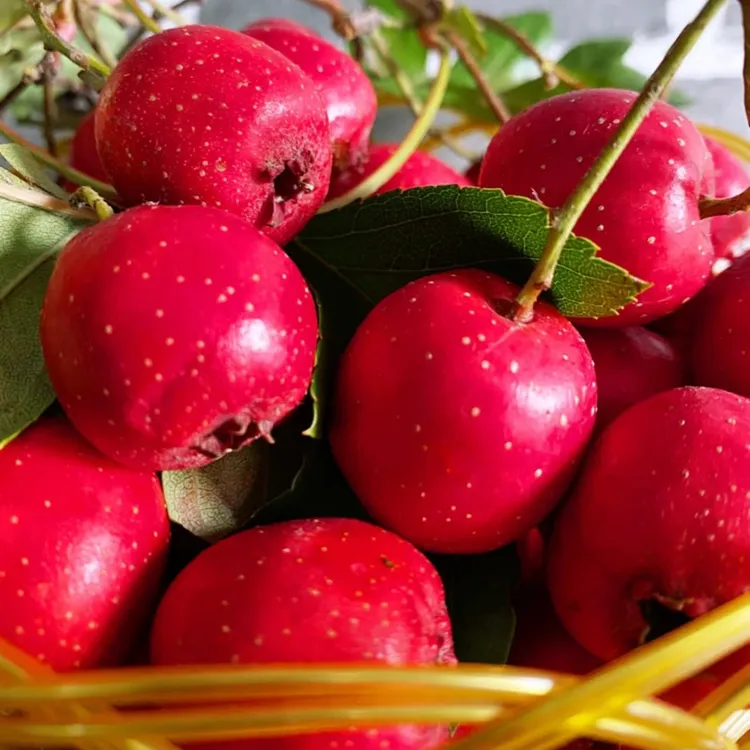 【东北山里红】辽宁新鲜山里红酸甜水果小山楂