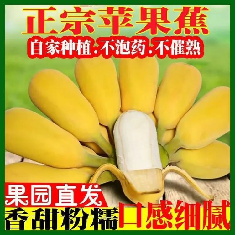 3斤5斤广西苹果蕉绿皮香蕉青色发货新鲜采摘自然成熟食用非小米蕉