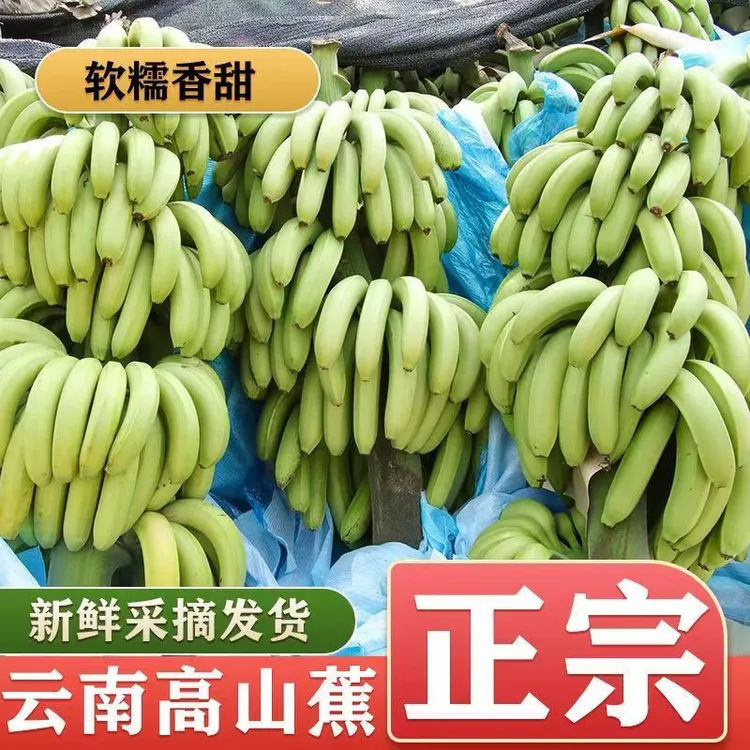 5斤9斤云南高山香蕉威廉斯香蕉新鲜采摘绿皮发货自然生态成熟