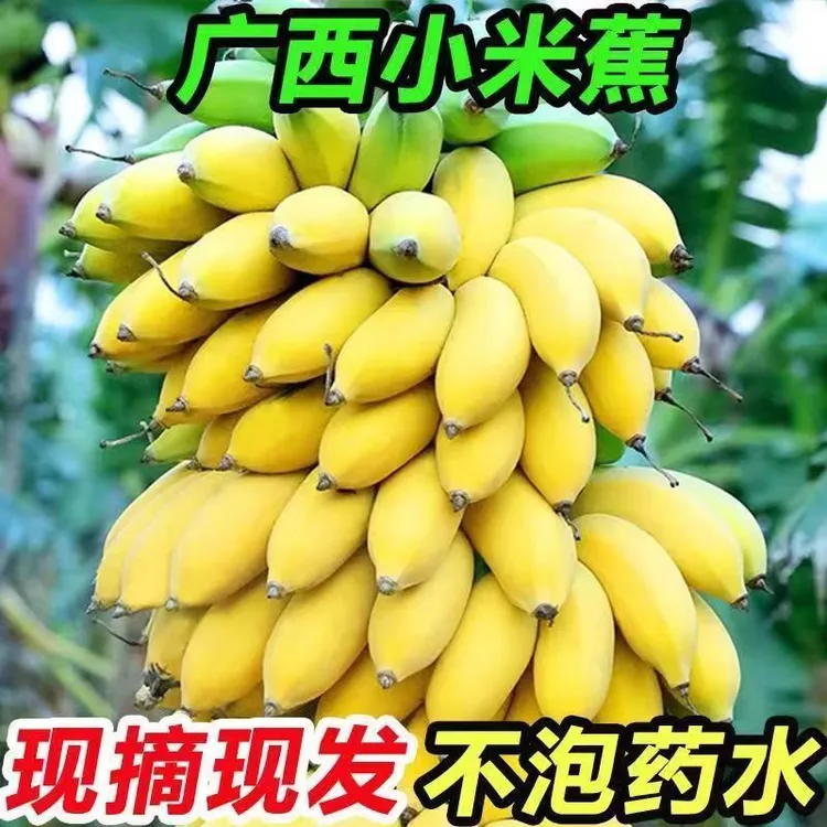 正宗广西小米蕉苹果皇帝蕉新鲜水果产地直发新鲜绿皮批发巴掌香蕉
