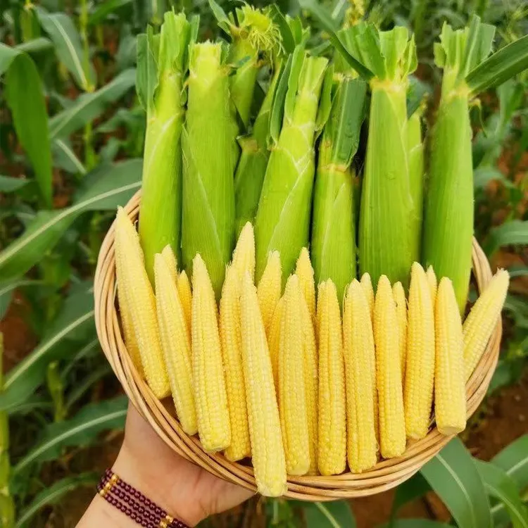 【宝藏小超市】新鲜甜玉米笋沙拉迷你手指玉米笋农家现摘1-9斤鲜嫩