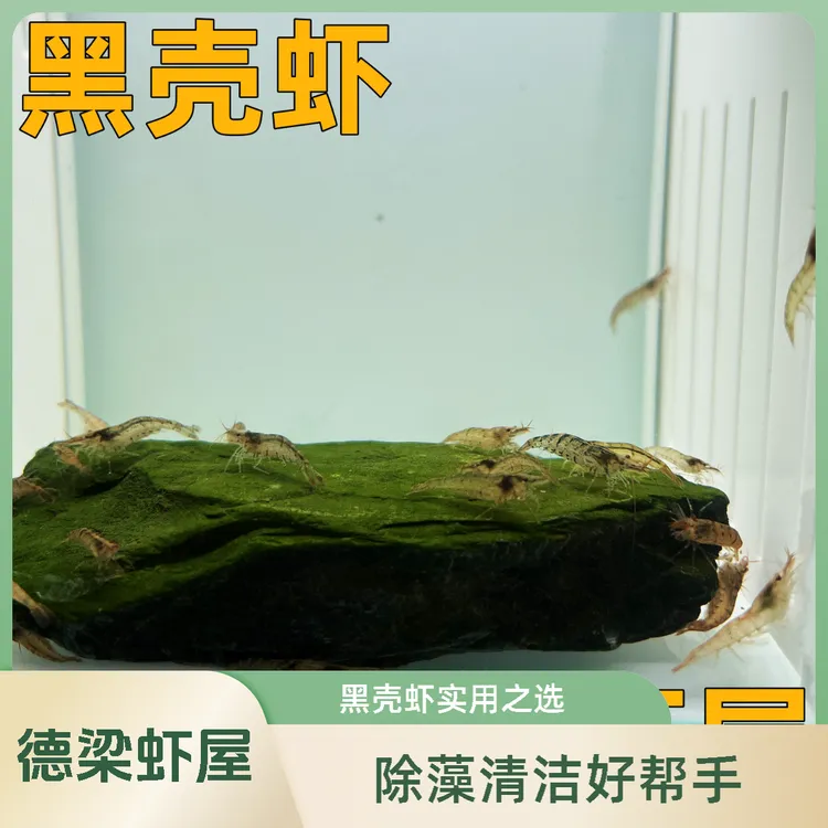 黑壳虾除藻工具虾清洁虾顺丰包邮大号黑壳虾除藻虾鱼观赏鱼