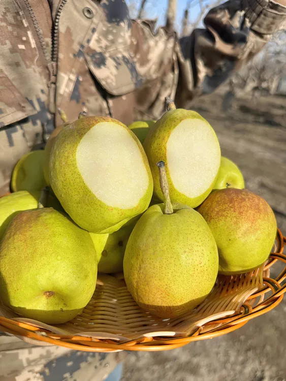 【中果】正宗新疆库尔勒沙依东波哥香梨多汁香甜新鲜包邮中果