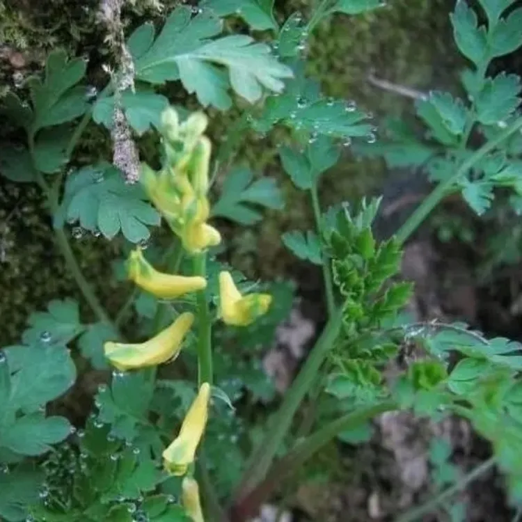 岩黄蓮，也是胡岩