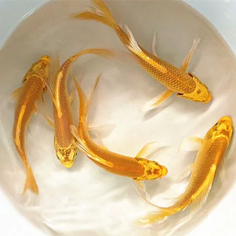 黄金锦鲤招财鱼风水鱼龙凤锦鲤金鱼活鱼耐活小鱼观赏鱼金鱼观赏鱼
