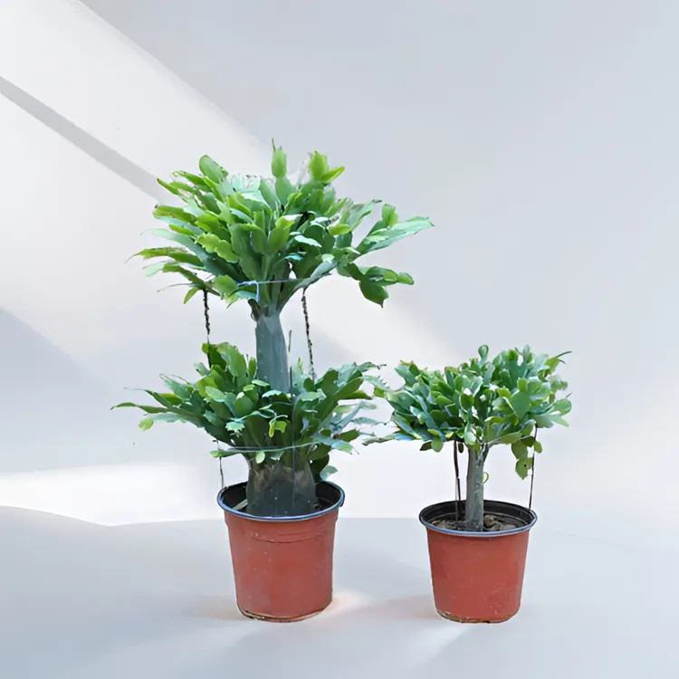 仙人掌拍摄实物双层令箭荷花盆栽带花多色四季嫁接玫红色成品