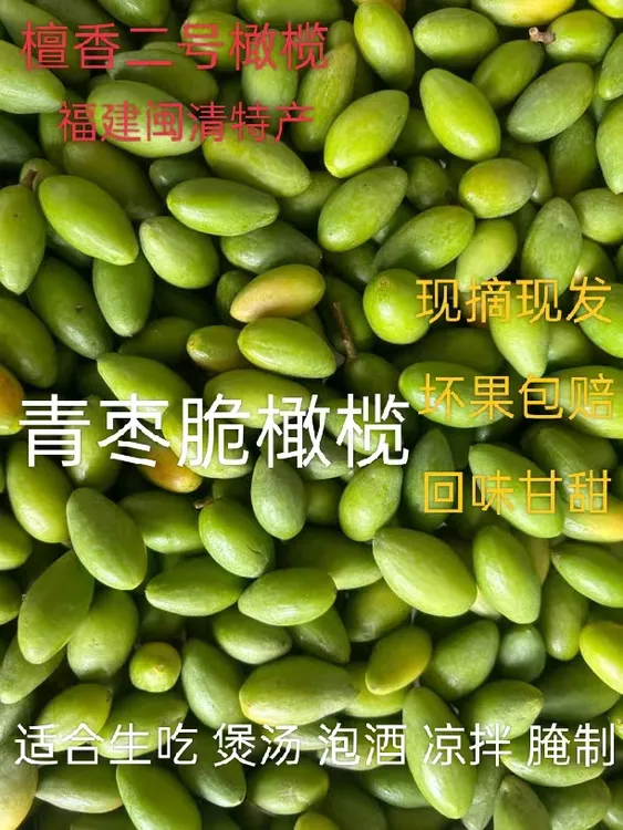 闽清特产檀香二号青枣脆新鲜橄榄生吃煲汤泡酒腌制青橄榄采摘天然