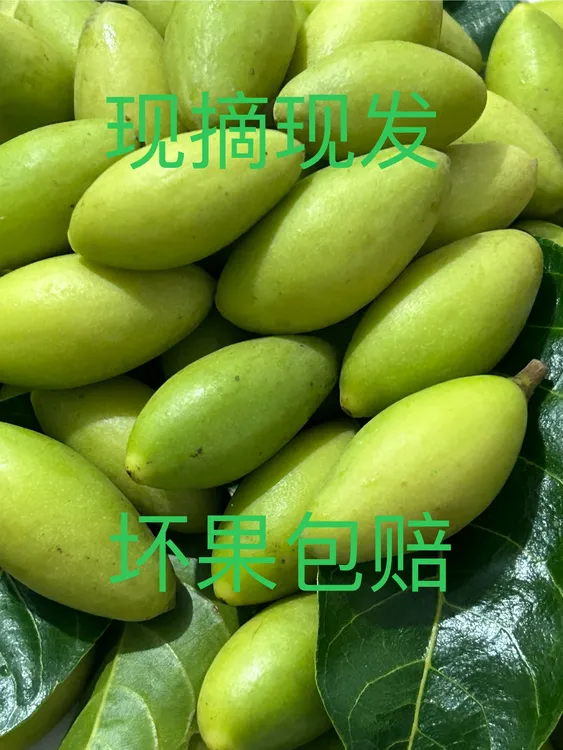 闽清特产2025年新鲜嫩橄榄新鲜采摘现摘现发煲汤泡酒榨汁煮水