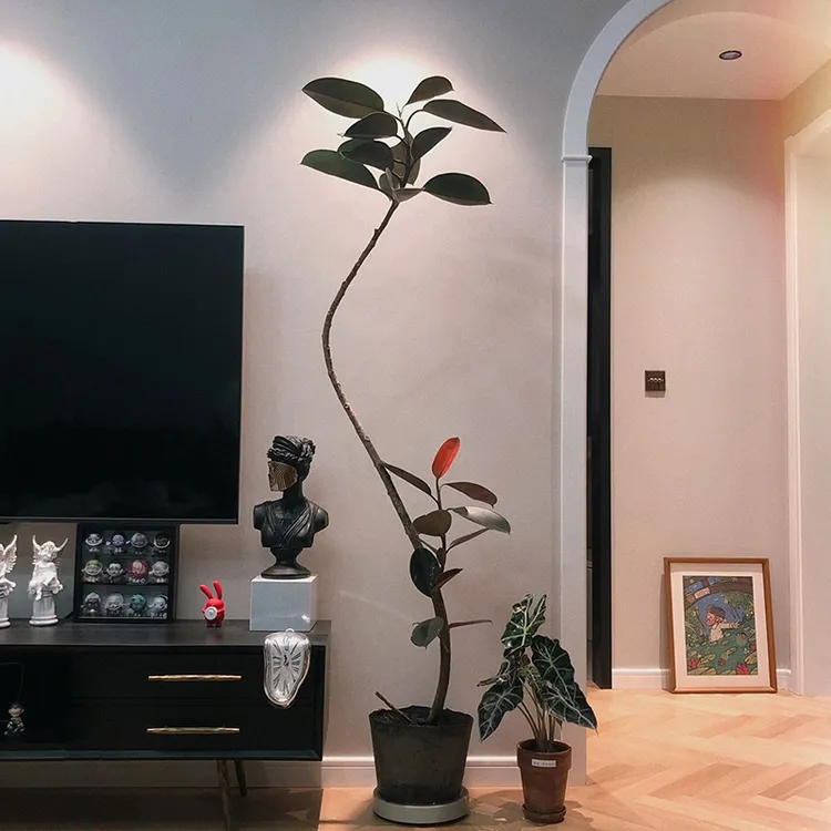 造型黑金刚橡皮树室内盆栽植物好养易活净化空气大型观叶绿植