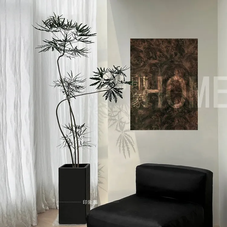 高端孔雀木盆栽室内大型绿植好养易活除甲醛造型观叶植物净化空气