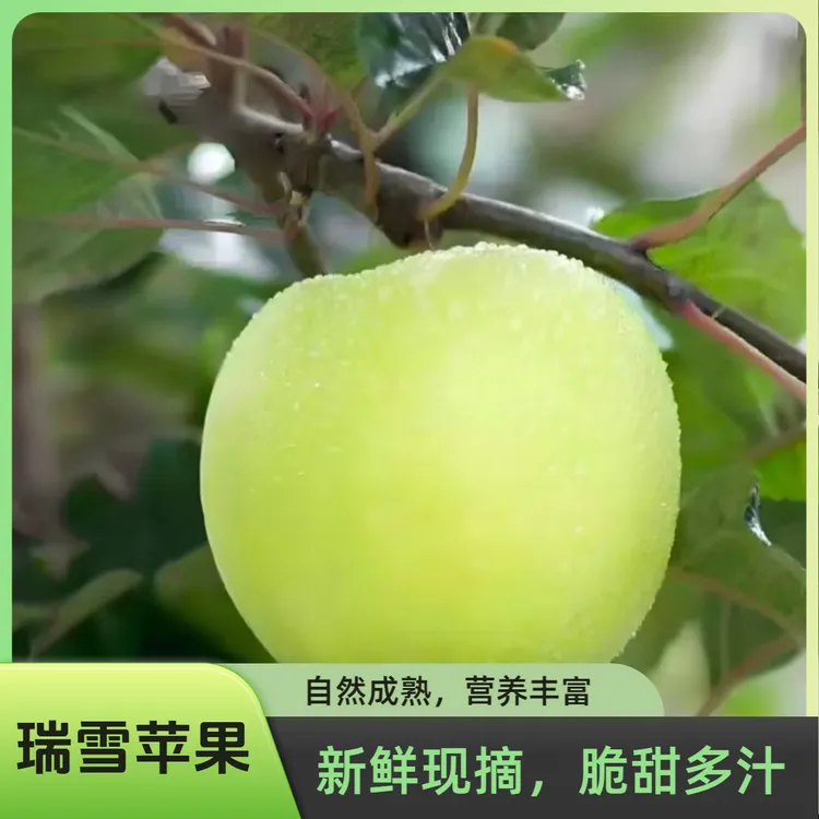 陕西铜川瑞雪苹果新鲜水果应当季整箱青苹果礼盒包邮糖心脆甜丑果