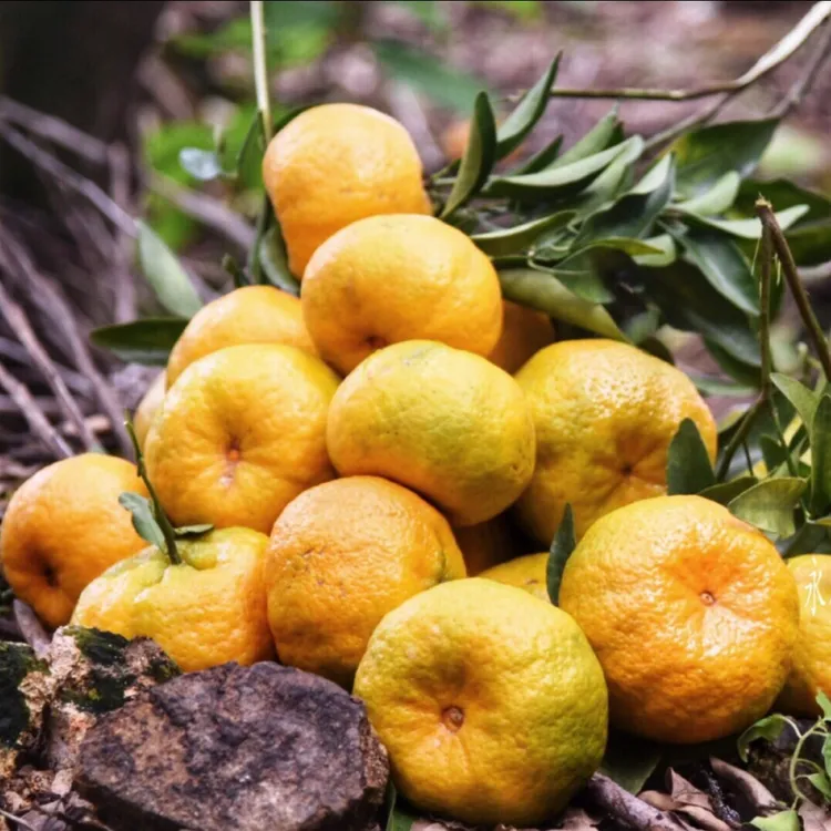 永春芦柑果园新鲜芦柑柑橘采摘精品多汁清甜礼盒装