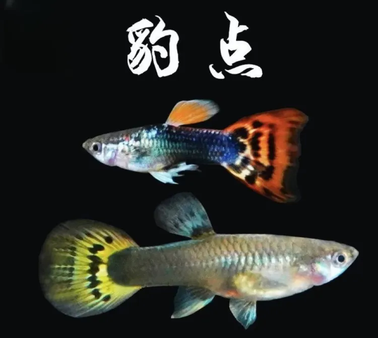 【精品豹点孔雀鱼红尾豹点孔雀鱼观赏鱼入缸不包损 均价赔付不补发