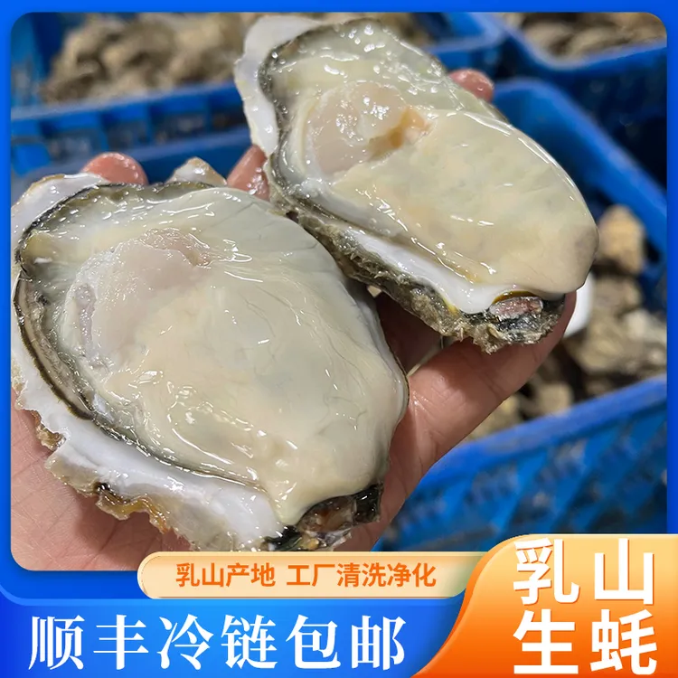 正宗乳山生蚝10斤装原产地顺丰包邮新鲜美味刺身级蚝