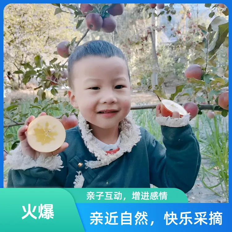 四川正宗小金糖心红富士脆甜可口新鲜采摘现摘先发产地直发