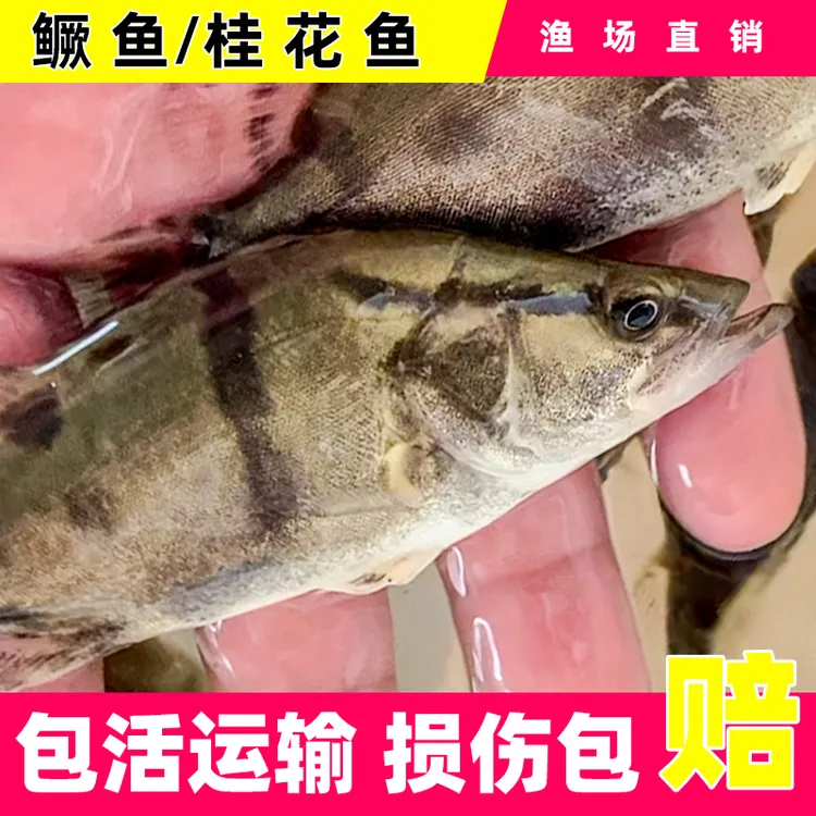 鳜鱼 翘嘴鳜 白鳜 桂花鱼 观赏 水族 渔场直发