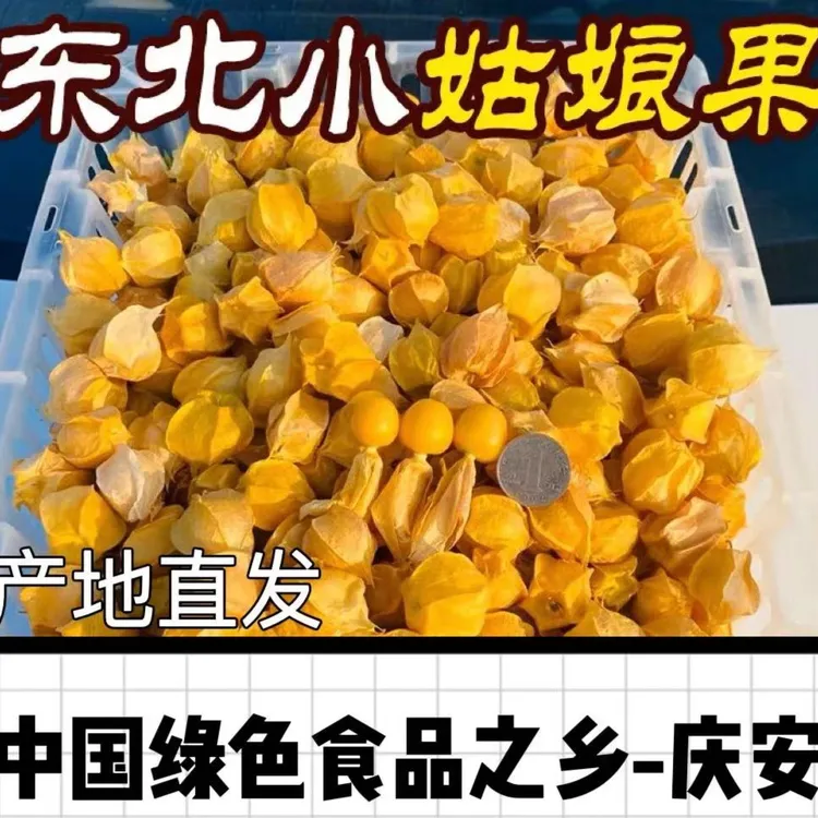 纯东北嘎嘎好吃的菇娘果3-5-10斤包邮