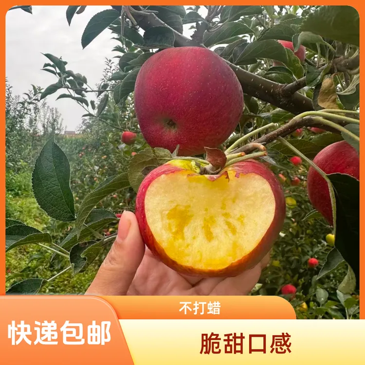 云南昭通丑苹果高山自然成熟红露苹果当季新品5-10斤包邮正宗