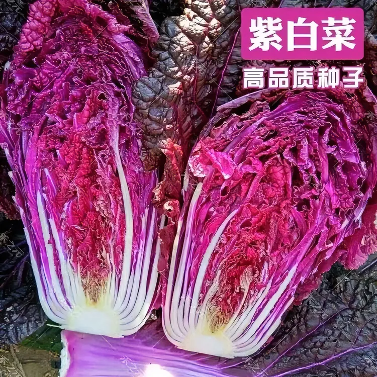 紫白菜种子纯紫色四季耐热蔬菜（富含花青素）家庭小院易种白菜种子