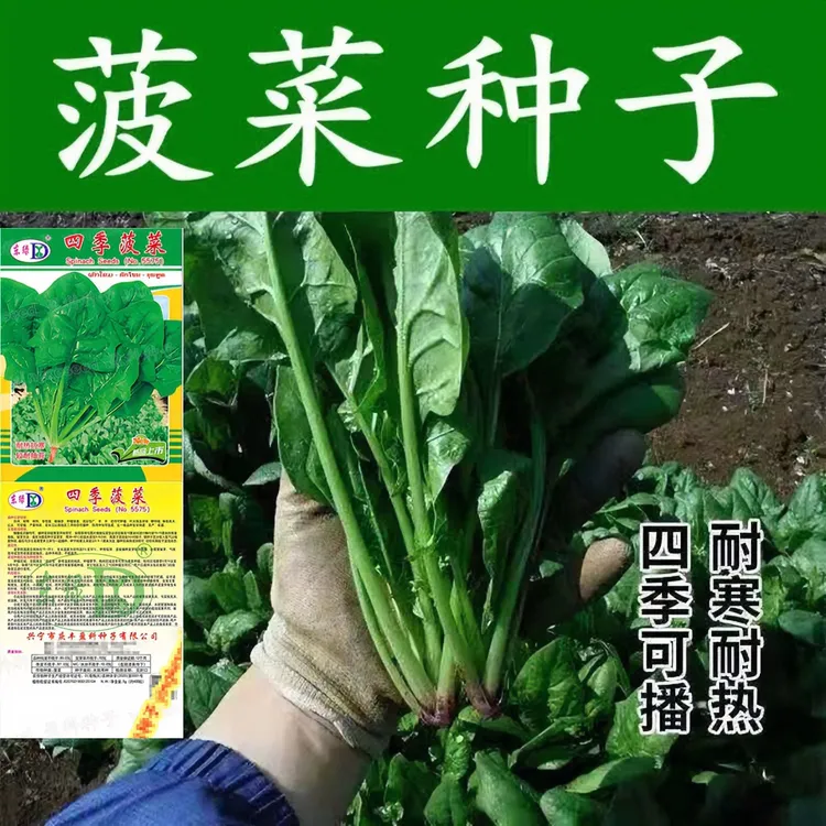 大叶菠菜种子四季易种原生态菠菜籽种子抗病耐热耐寒越冬蔬菜种子