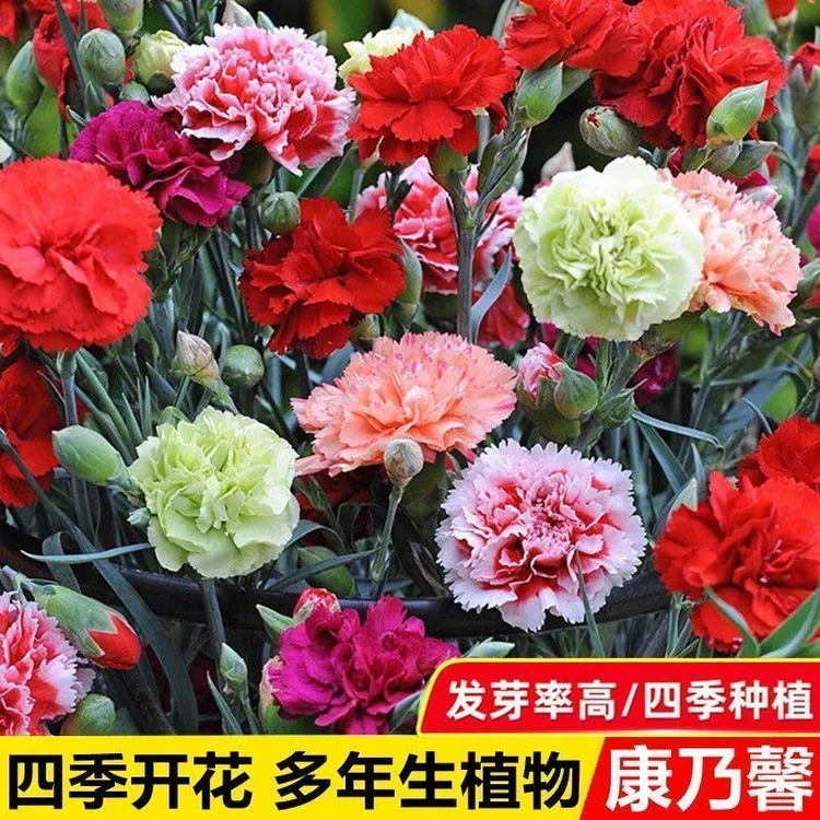 【只卖新种】大花重瓣康乃馨种子四季开花盆栽耐寒易活绿植花卉种籽
