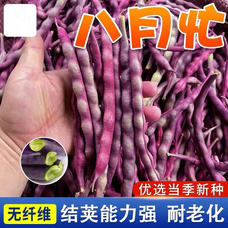 八月忙豆角种子高产长豆角晚熟老品种耐寒易种植无筋芸豆蔬菜种子