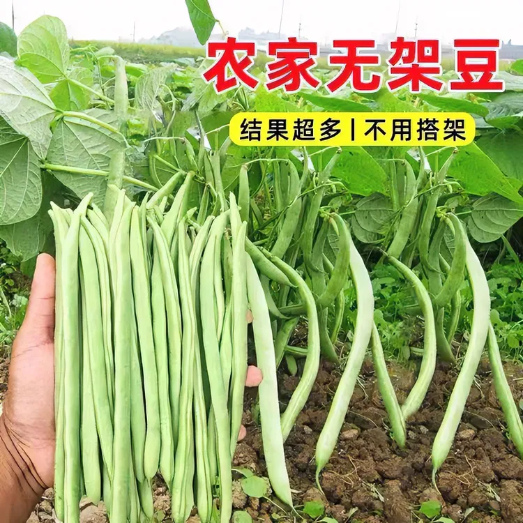 无架四季豆种子地豆芸豆豇豆种不搭架无筋春季阳台菜豆蔬菜种子