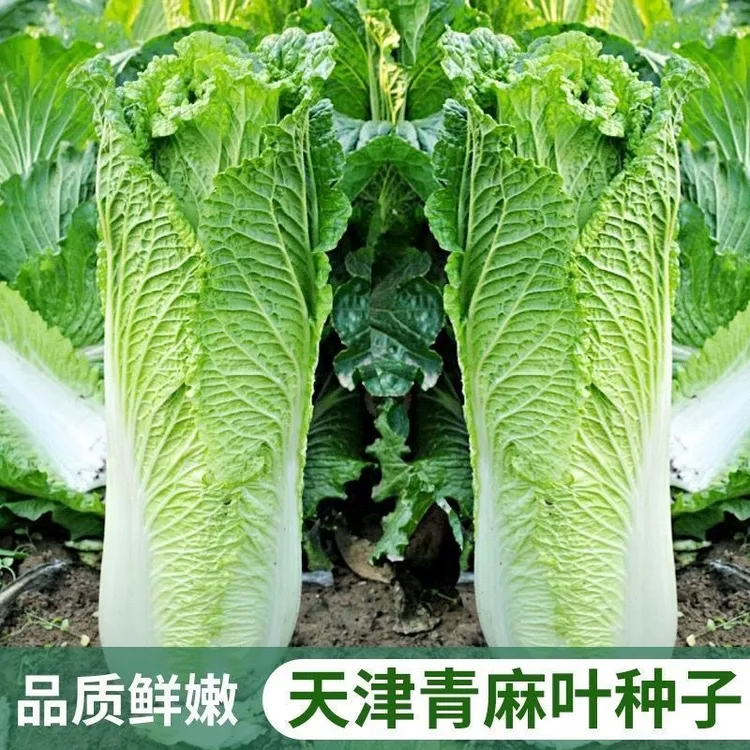 青麻叶白菜种子超大直筒型夏季秋季种植大青麻叶脆甜高产青菜种子