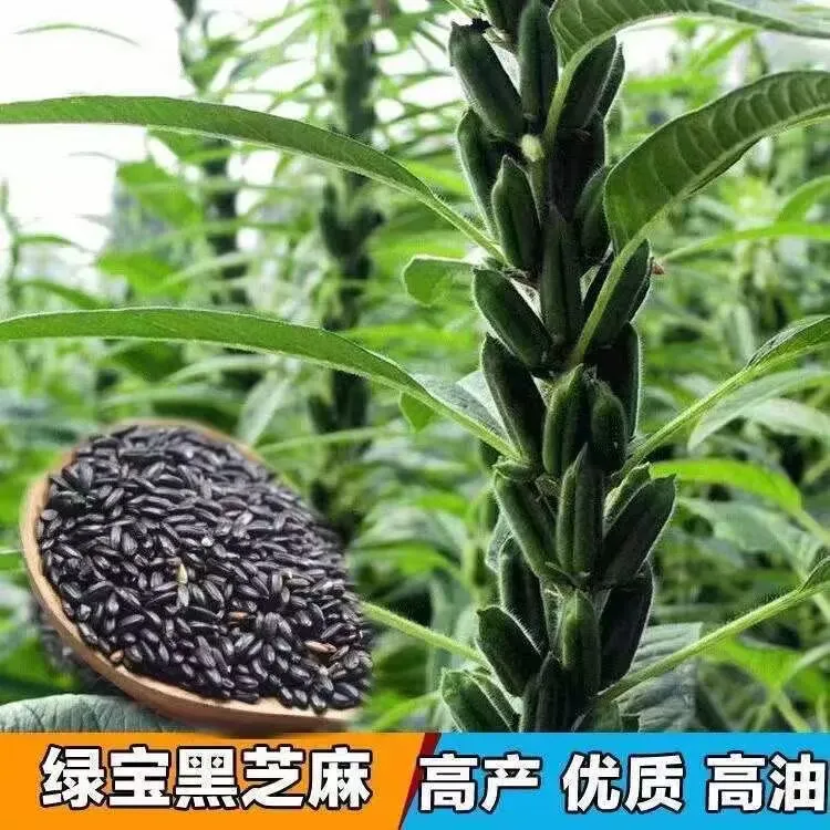 黑芝麻种子高产矮杆老品种高油抗病家庭盆栽非转基因芝麻种子大全