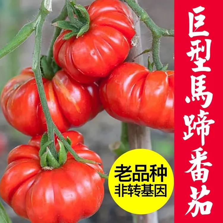 马蹄番茄种子老品种西红柿种子生吃超甜沙瓤可留种耐高温蔬菜种子